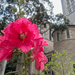 Red flower in front of church by creative_shots