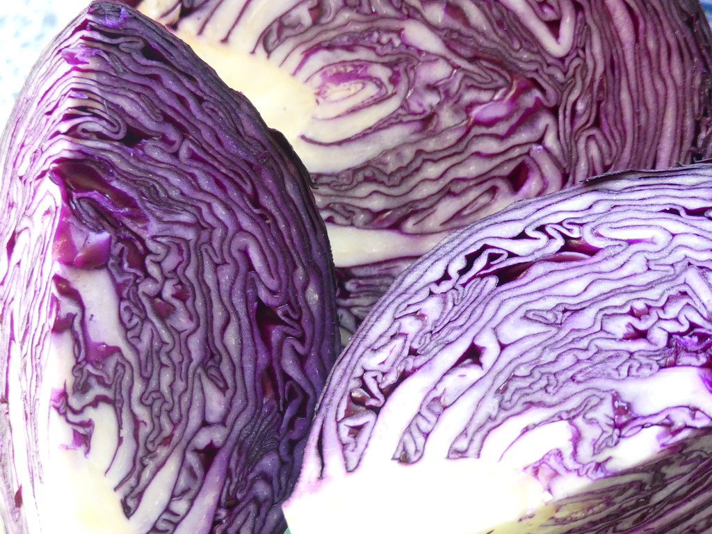 Red cabbage / Purple by ideetje