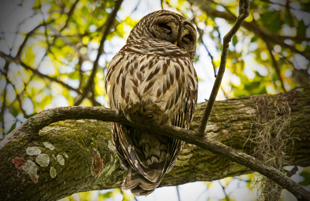 One More Barred Owl! by rickster549