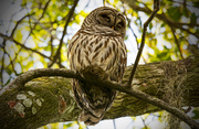 8th Mar 2019 - One More Barred Owl!