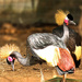 Black crowned Cranes by ludwigsdiana