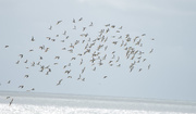 3rd Mar 2019 - Sandpiper Birds flying towards the ocean