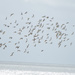 Sandpiper Birds flying towards the ocean by gigiflower