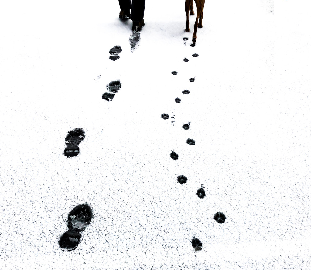 Snowy Walk by loweygrace