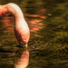 Flamingo Friday '19 11 by stray_shooter