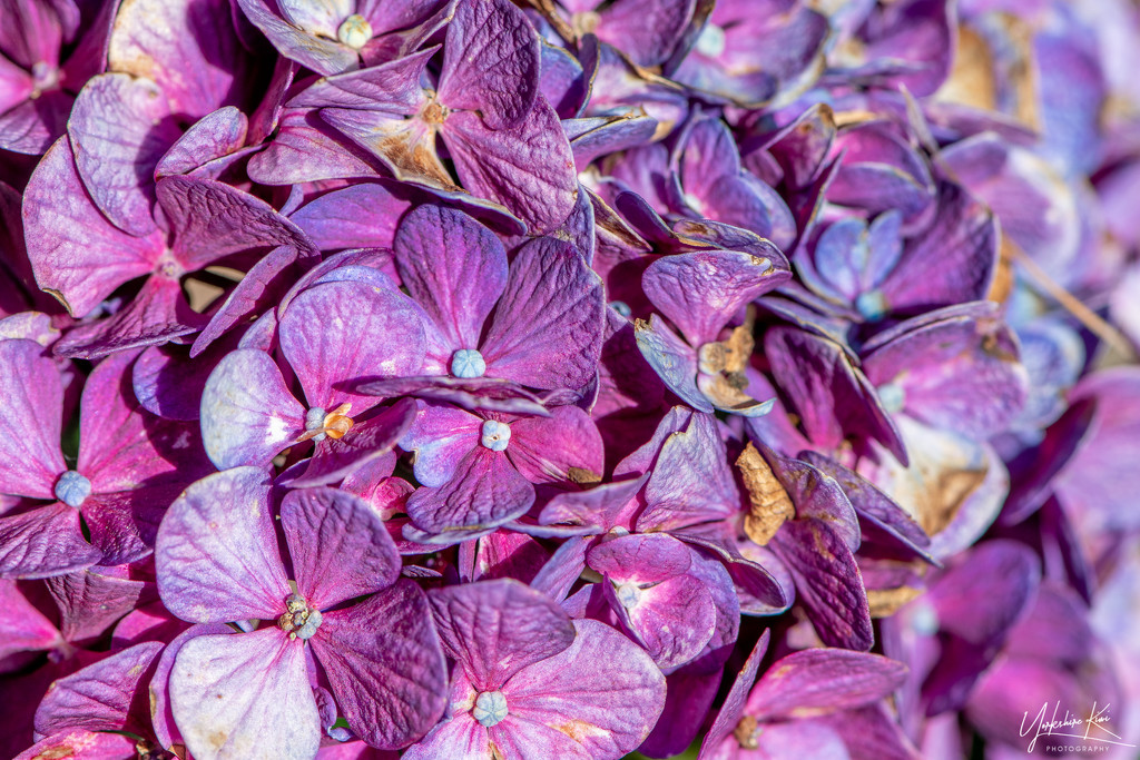 Purple Hydrangea by yorkshirekiwi