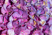 9th Mar 2019 - Purple Hydrangea