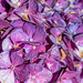 Purple Hydrangea by yorkshirekiwi