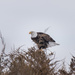 bald eagle by aecasey