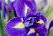 9th Mar 2019 - Purple Iris