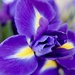 Purple Iris by carole_sandford