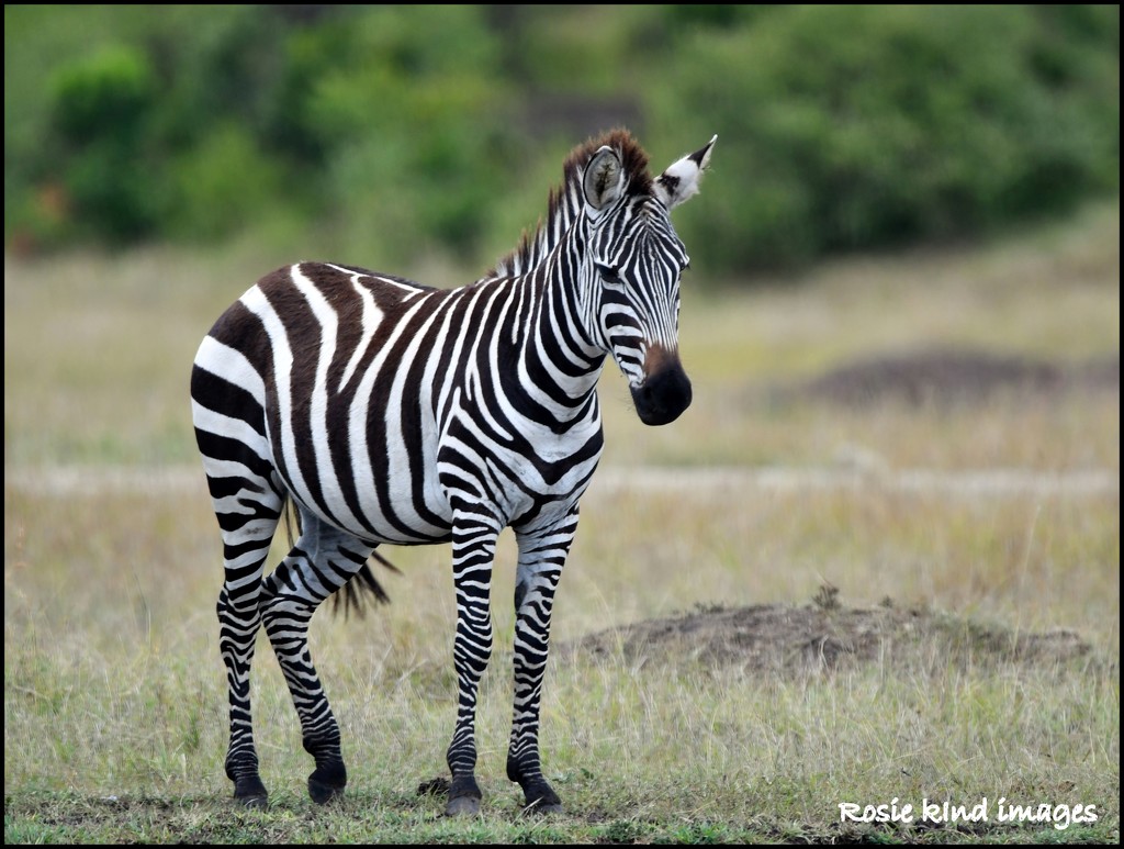 Zebra by rosiekind