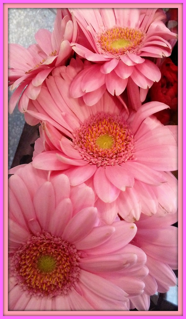 Pink gerberas   by beryl