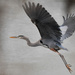 Great Blue Heron Takes Flight by kareenking