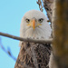 The Eagle Eye by kareenking