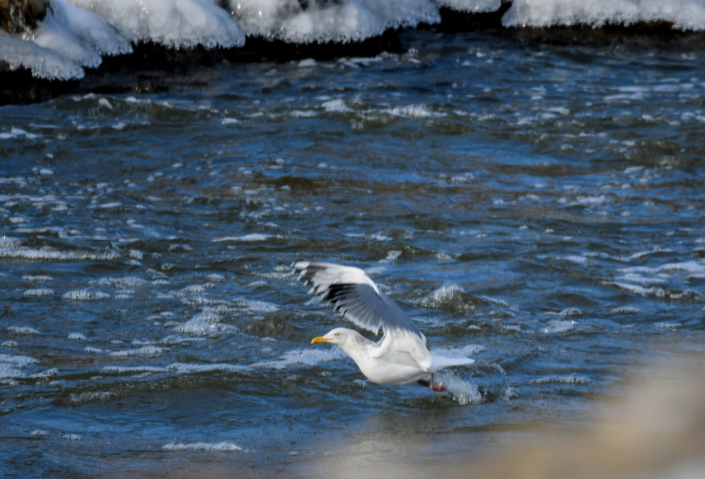 Gull over Pomona Lake Spillway by kareenking