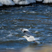Gull over Pomona Lake Spillway by kareenking