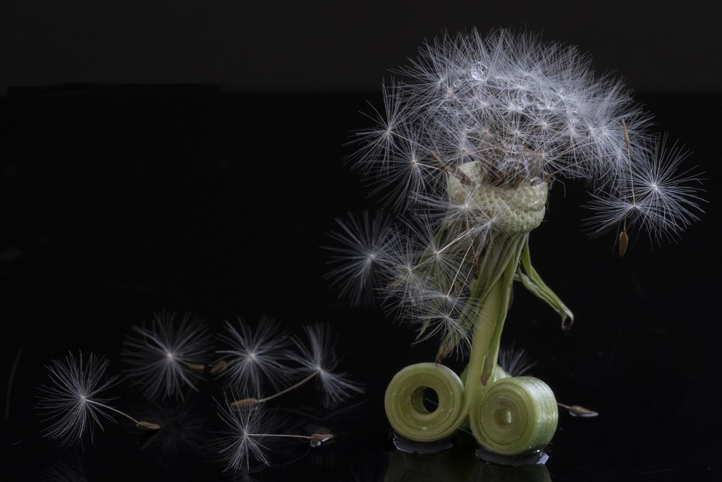 Amazing how a dandelion stem curls! by bizziebeeme