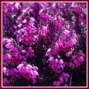 9th Mar 2019 - Heather in Bloom - Well, at Lowes Anyway!