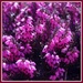 Heather in Bloom - Well, at Lowes Anyway! by milaniet