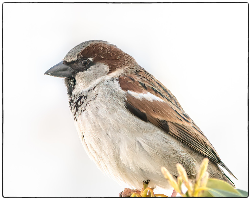 today's sparrow by jernst1779