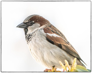 9th Mar 2019 - today's sparrow
