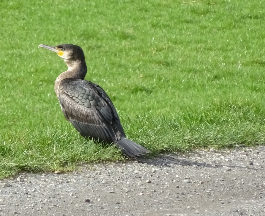 cormorant (or shag) by anniesue