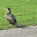 cormorant (or shag) by anniesue