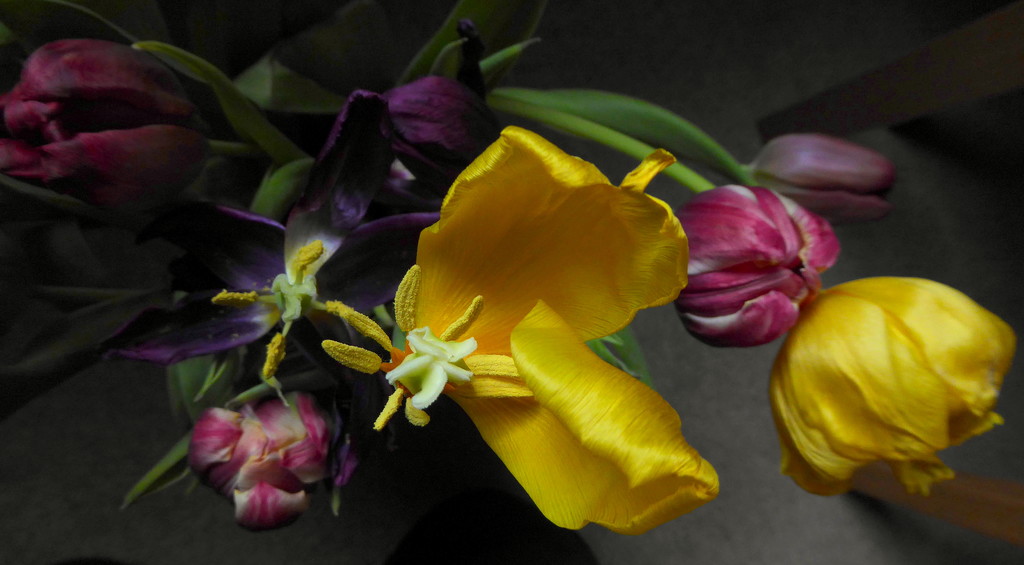 Transient Tulips.  by gaf005