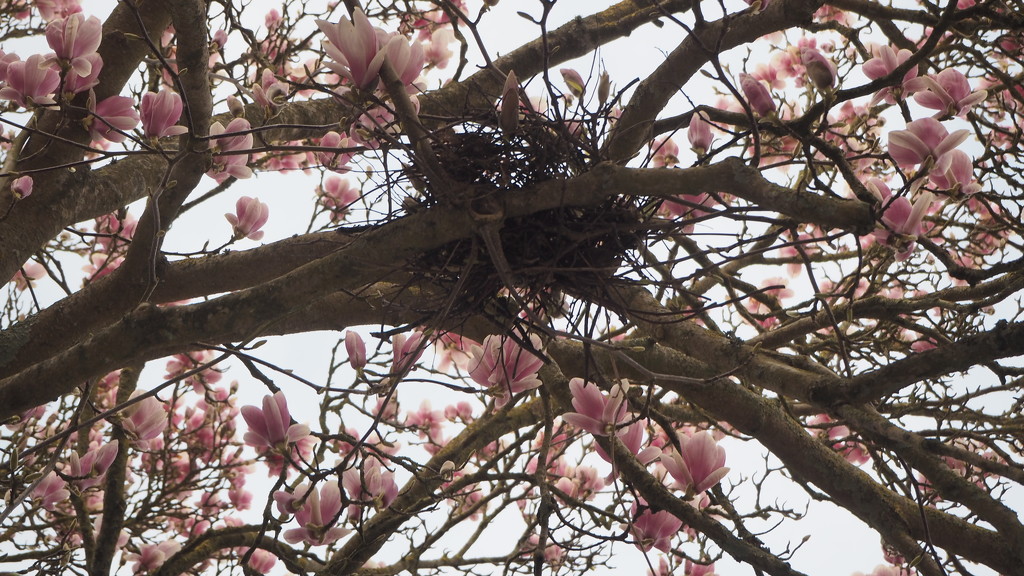 Magnolia tree by josiegilbert