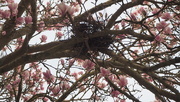 9th Mar 2019 - Magnolia tree