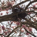 Magnolia tree by josiegilbert