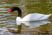9th Mar 2019 - Black-necked Swan