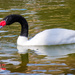 Black-necked Swan by nicoleweg