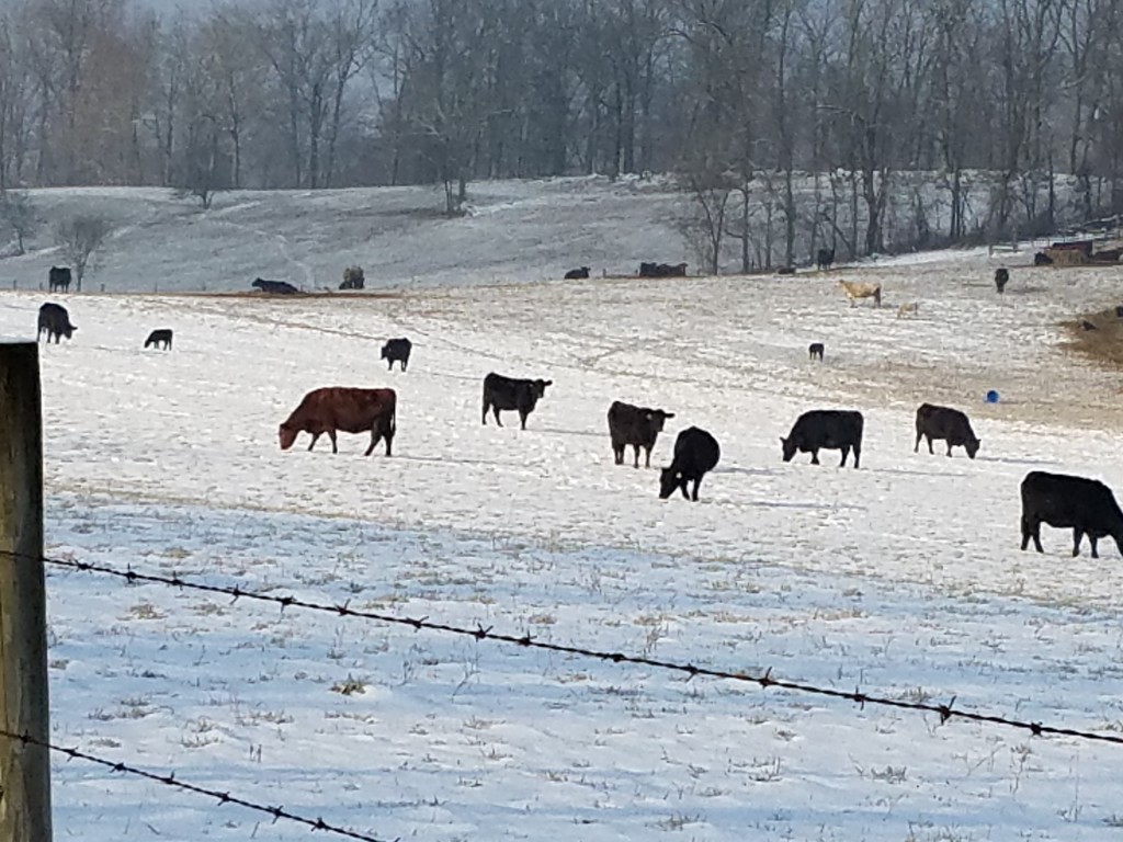 Morning Cows by francoise