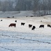 Morning Cows by francoise
