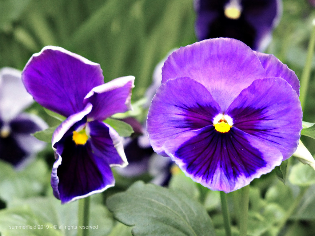 i rather pansy you by summerfield