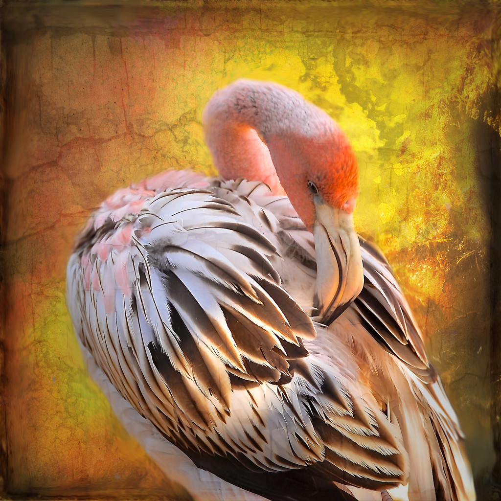 Happy Flamingo Friday!  by joysfocus