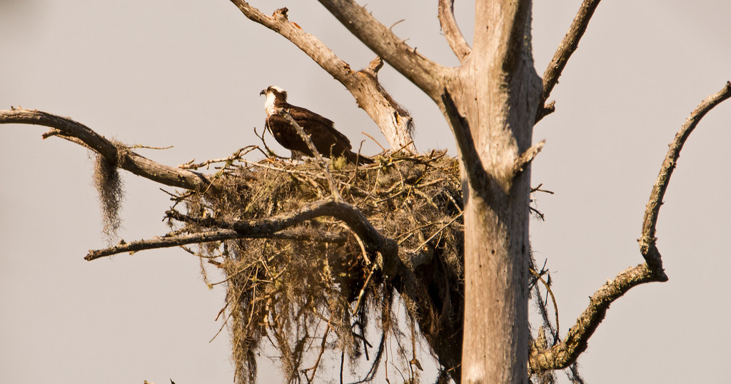 Now This is a Nest! by rickster549