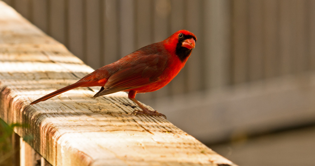 Cardinal on the Rail! by rickster549