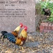 Ybor Chickens by danette