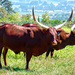 Ankole Cattle,  by ludwigsdiana