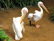 10th Mar 2019 - Great white Pelicans