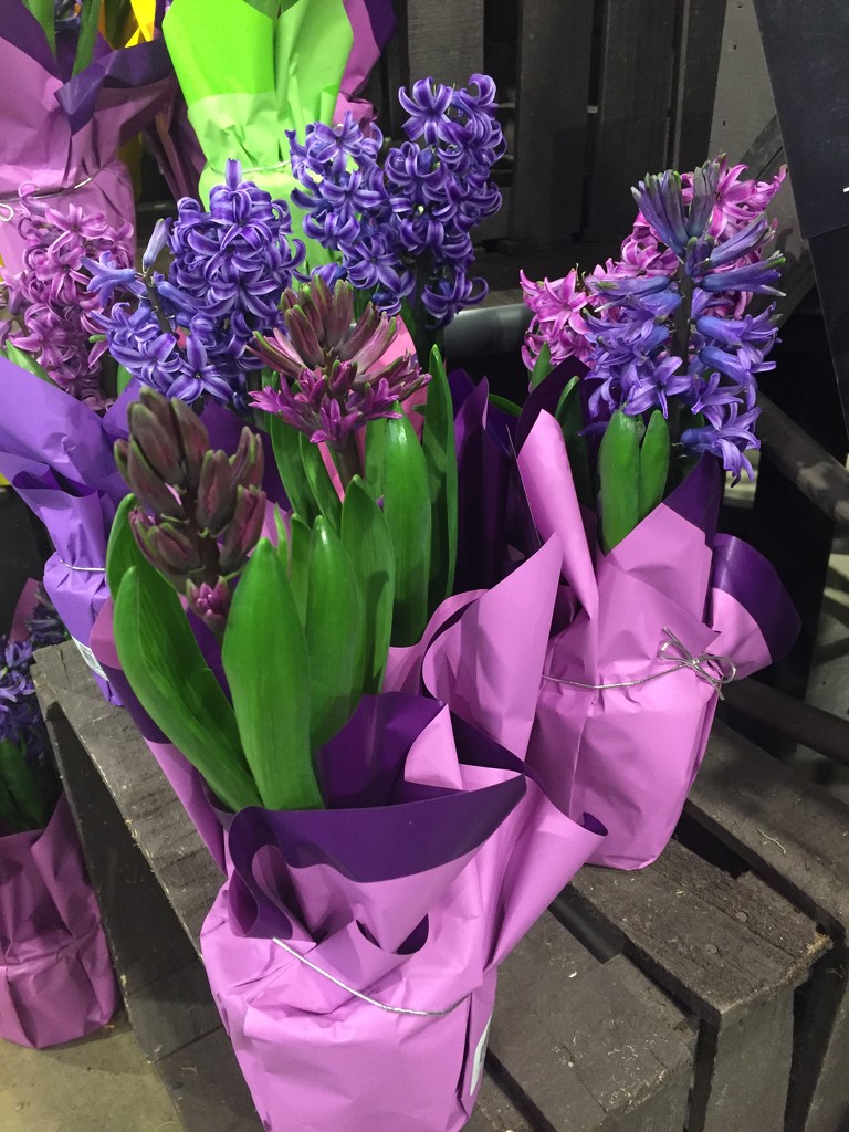 Hyacinths  by kchuk