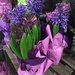 Hyacinths  by kchuk
