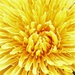 Dandelion Yellow by 4rky
