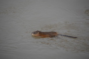 10th Mar 2019 - Muskrat In The Drainage Ditch.