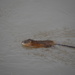 Muskrat In The Drainage Ditch. by bigdad