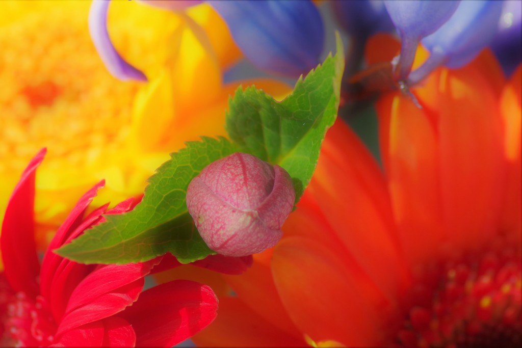 Rainbow Bouquet by 30pics4jackiesdiamond