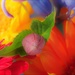 Rainbow Bouquet by 30pics4jackiesdiamond